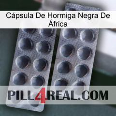 Cápsula De Hormiga Negra De África 31